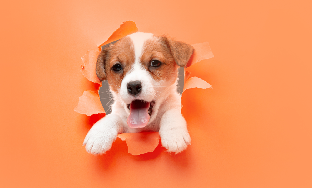 little-young-dog-posing-cheerful 1 little-young-dog-posing-cheerful 1